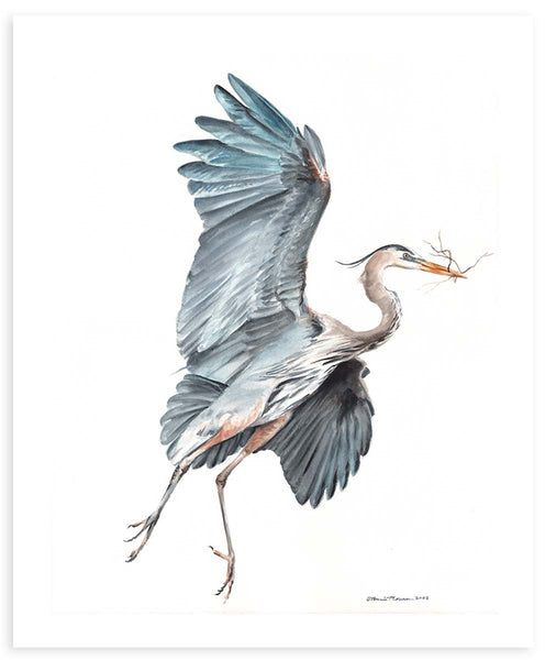 Gathering (Great Blue Heron) - Fine Art Print