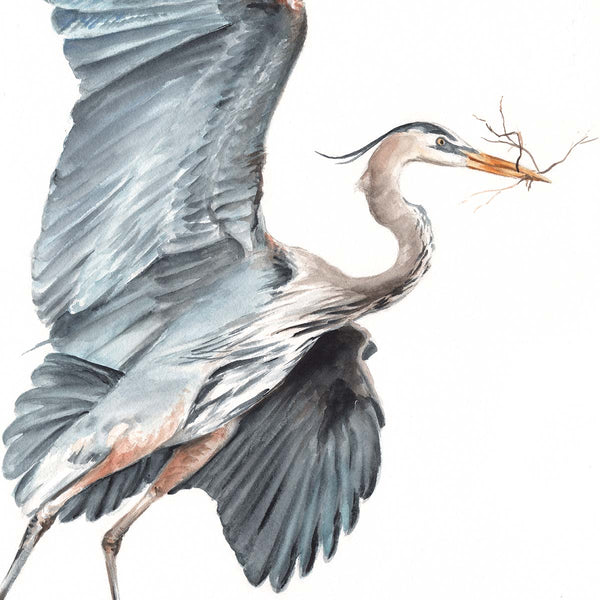 Gathering (Great Blue Heron) - Fine Art Print