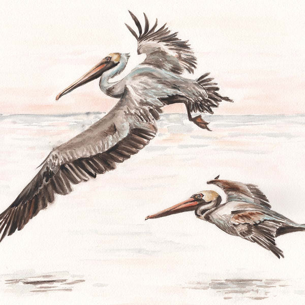 Pelican Sunrise - Fine Art Print