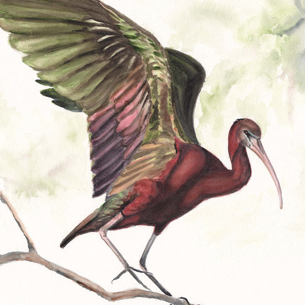 Perch (Glossy Ibis) - Fine Art Print