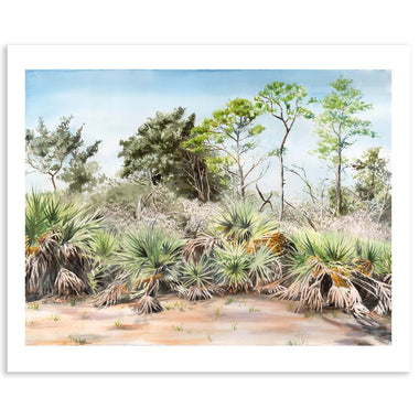 Topsail - Fine Art Print