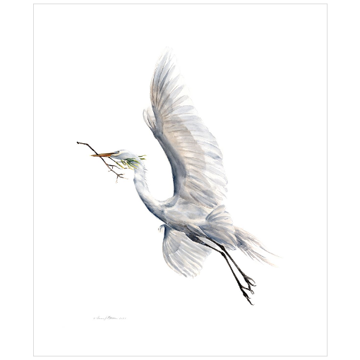 Yang (Soaring Egret with Nest Material) - Fine Art Print