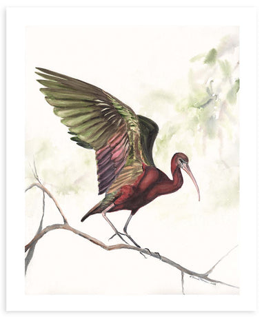 Perch (Glossy Ibis) - Fine Art Print