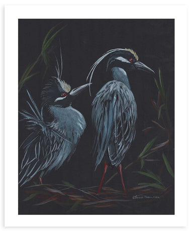 Yellow Crowned Night Herons  - Fine Art Print