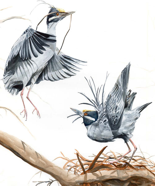 Yellow Crowned Night Herons with Nest - Fine Art Print