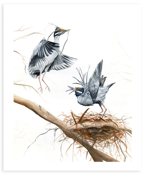 Yellow Crowned Night Herons with Nest - Fine Art Print