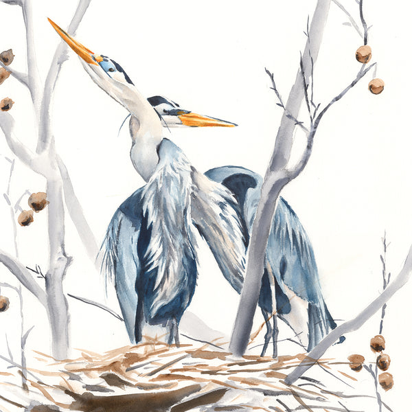 Heron's Nest In Sycamore - Fine Art Print