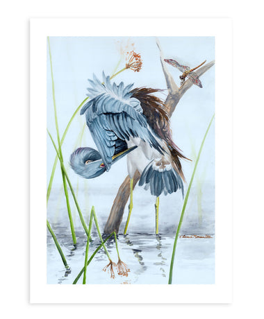 Preening Tricolored Heron with Dragonfly - Fine Art Print
