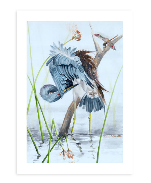 Preening Tricolored Heron with Dragonfly - Fine Art Print