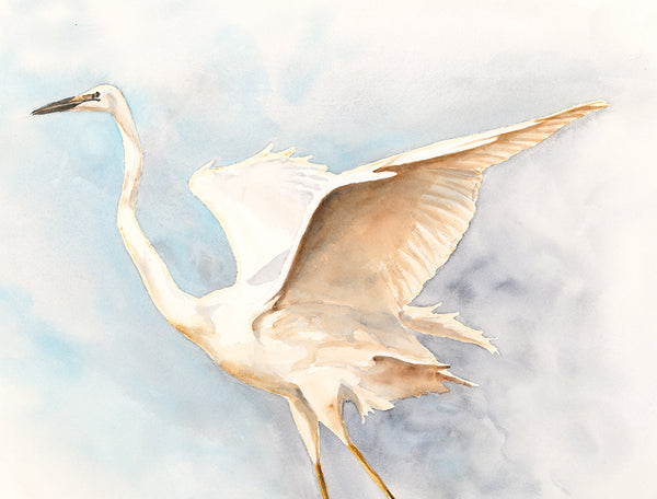 Soaring Egret 1 - Fine Art Print