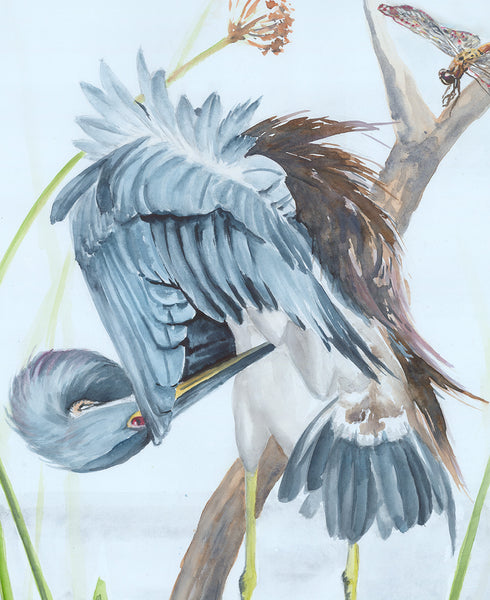 Preening Tricolored Heron with Dragonfly - Fine Art Print