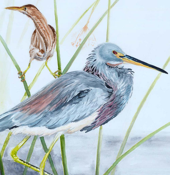 Tricolored Heron with Least Bittern - Fine Art Print