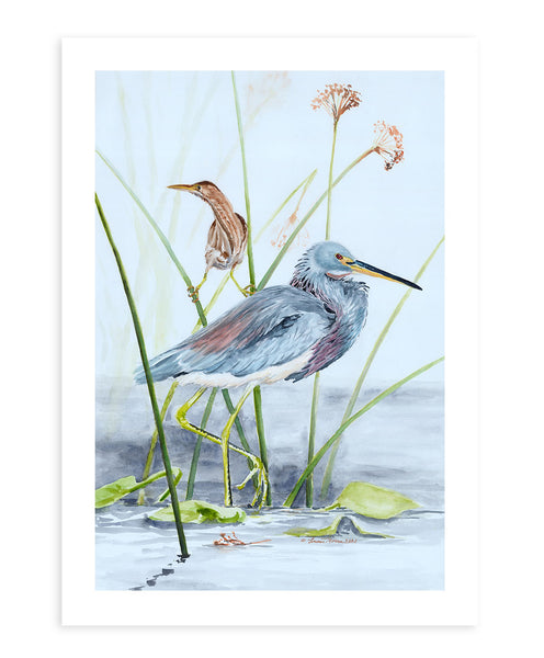 Tricolored Heron with Least Bittern - Fine Art Print