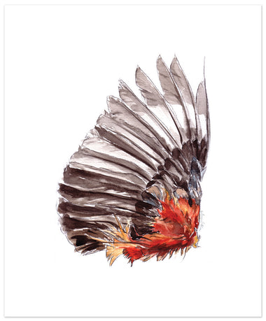 Cock Wing Fine Art Print - Watercolor - Annie Moran