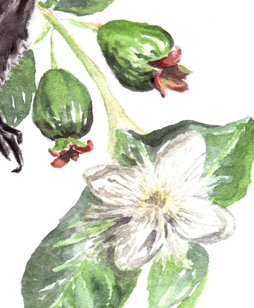 Guava Blossoms Detail - Fine Art Print - Annie Moran