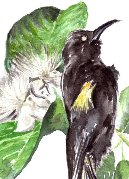 Hawaiian O'o bird with Guava Blossoms Detail - Fine Art Print - Annie Moran