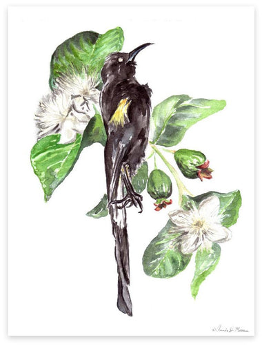 Hawaiian O'o bird with Guava Blossoms - Fine Art Print - Annie Moran