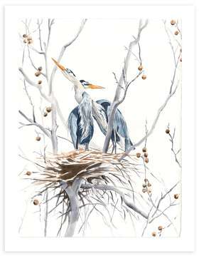 Heron's Nest In Sycamore - Fine Art Print