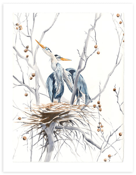 Heron's Nest In Sycamore - Fine Art Print