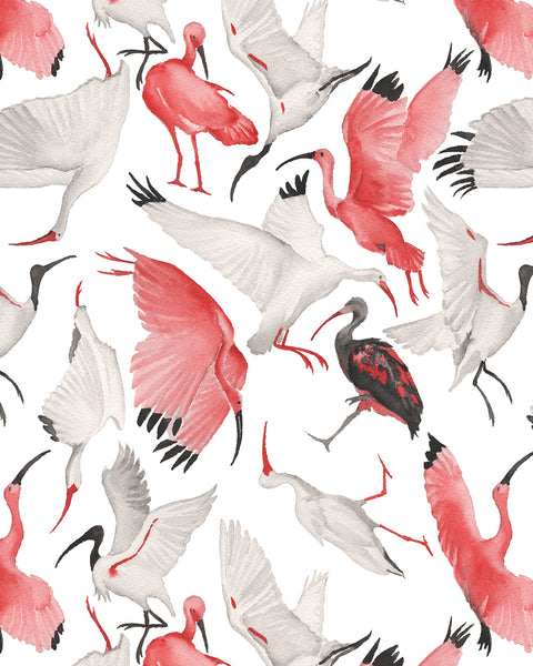 Scarlet and White Ibises Full Scale Wallpaper