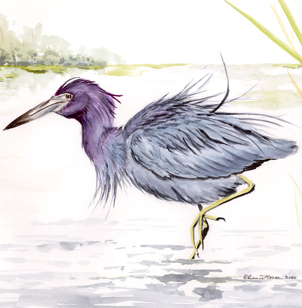 Little Blue Heron - Fine Art Print