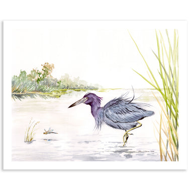 Little Blue Heron - Fine Art Print