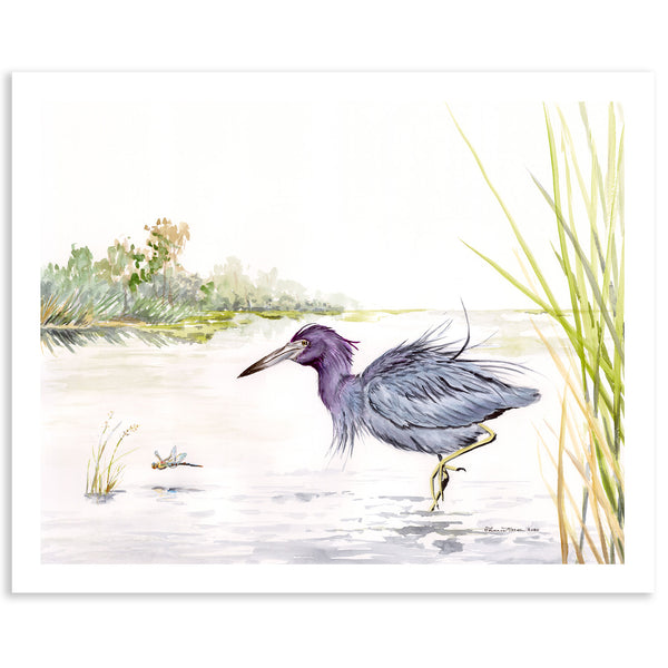 Little Blue Heron - Fine Art Print