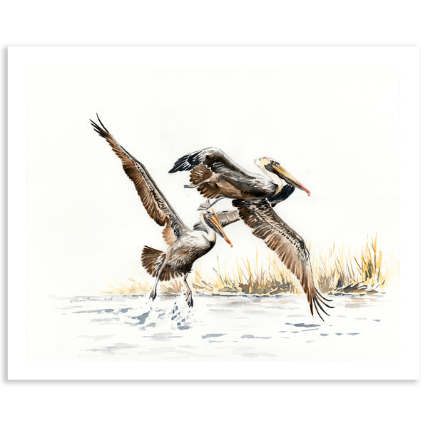 Pelicans Ascending - Fine Art Print